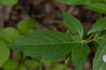 Limestone wild petunia